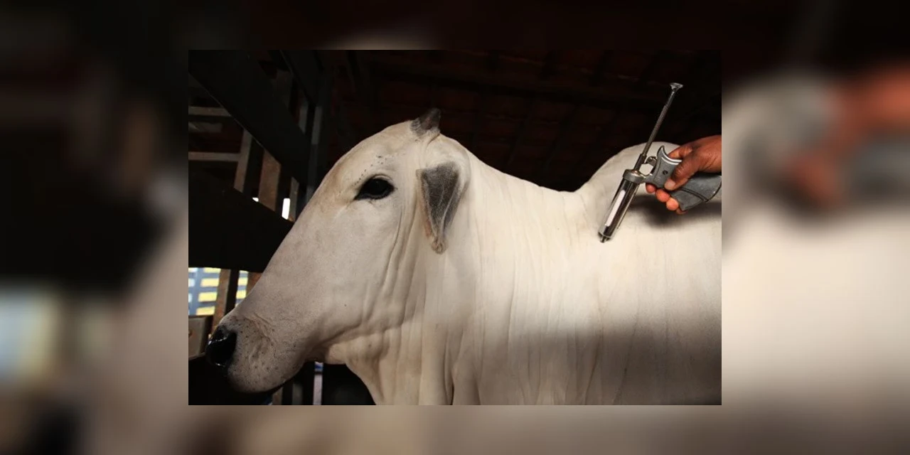 Campanha de vacinação contra febre aftosa começa dia 1º de maio
