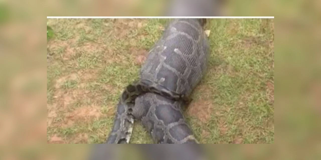 Fazendeira desaparecida é encontrada dentro de cobra píton