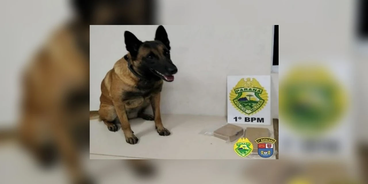 PM apreende mais de 1,5 kg de crack com apoio de cão farejador em PG