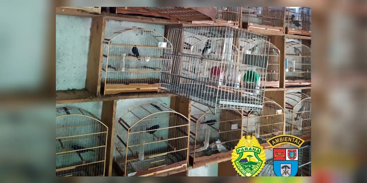 Fotos: Batalhão Ambiental resgata 116 pássaros em cativeiro ilegal no Paraná