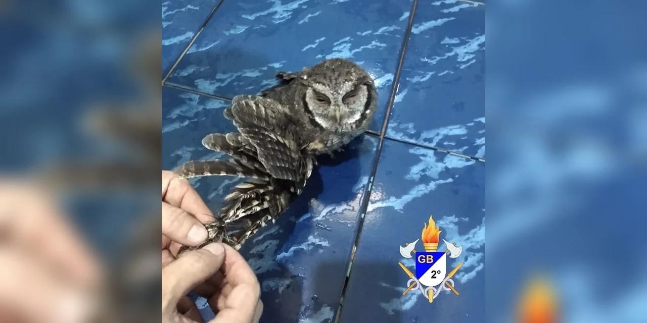 Fotos: Bombeiros resgatam coruja ferida presa em árvore em PG