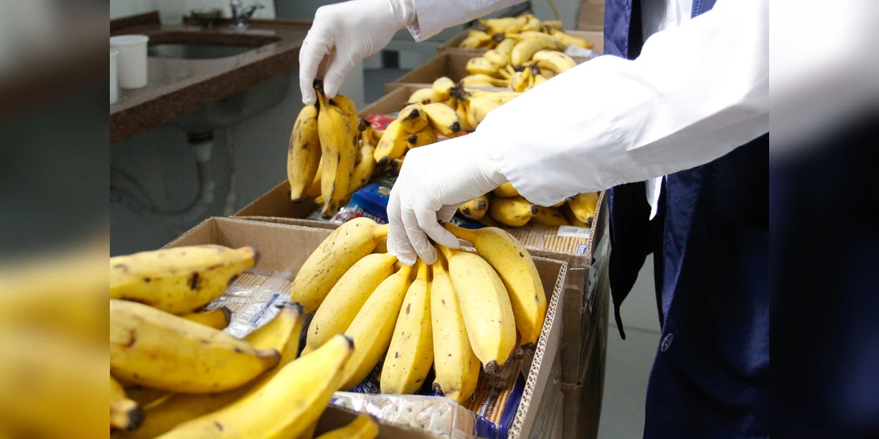 Pesquisa da UEPG aponta queda de 38% no preço da banana em abril