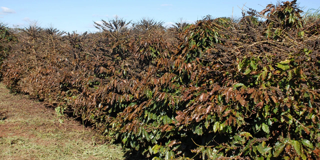 Agricultura: Entra em operação o serviço Alerta Geada para proteção de lavouras de café