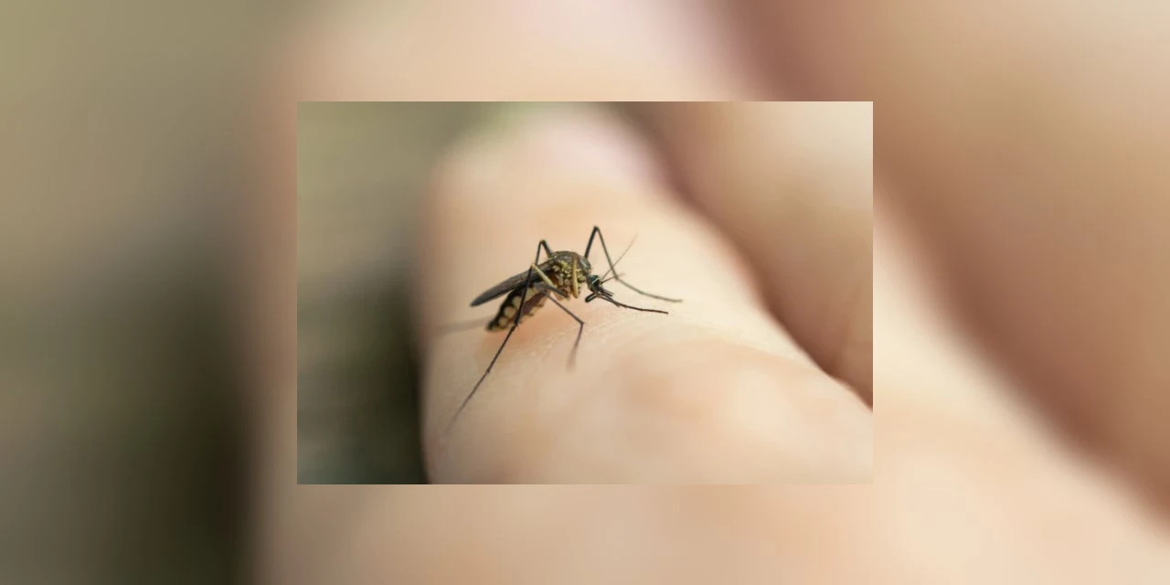 Informe semanal da dengue registra 2.056 novos casos e mais uma morte no Paraná