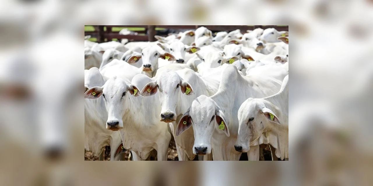 Paraná recebe reconhecimento como 'área livre de febre aftosa sem vacinação' nesta quinta-feira (27)