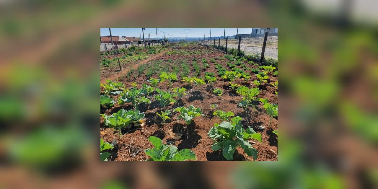 Ponta Grossa pode ganhar novas hortas comunitárias nos próximos meses