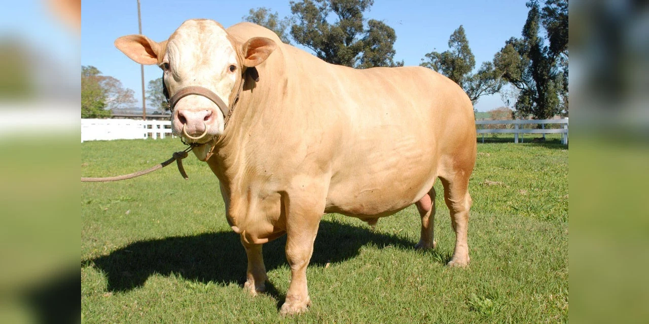 Primeira raça bovina desenvolvida no Paraná, Purunã ganha adeptos pelo Brasil