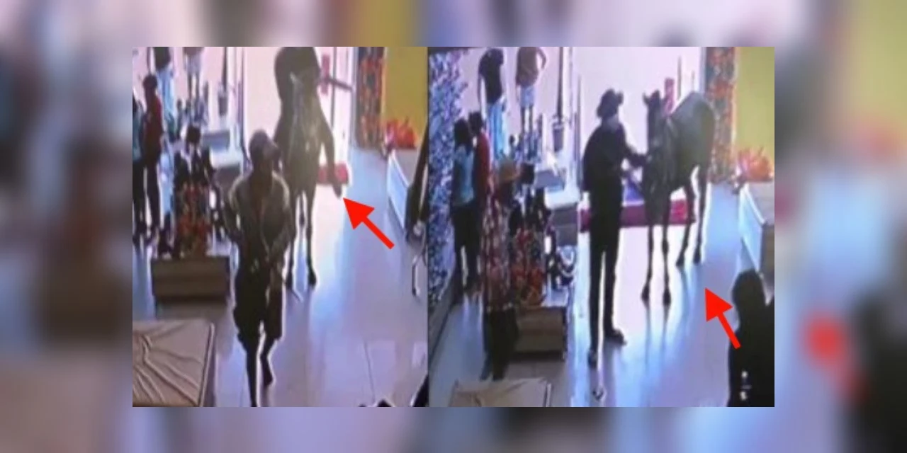 Vídeo: Dupla usa cavalo para invadir e assaltar loja; assista