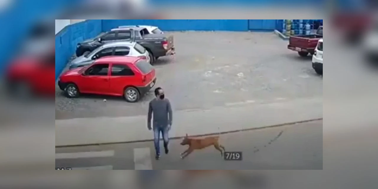 Vídeo: Câmera de segurança flagra cachorro atropelando pedestre