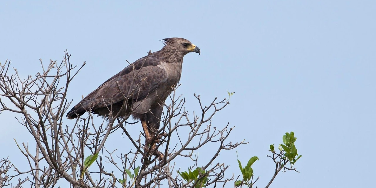 Ameaçada de extinção, águia-cinzenta jovem é vista pela primeira vez no Parque Vila Velha