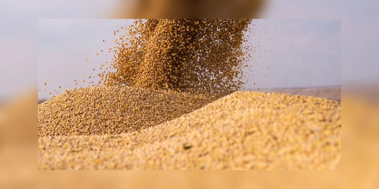 Sementes Castrolanda inicia primeira exportação de sementes da história da cooperativa