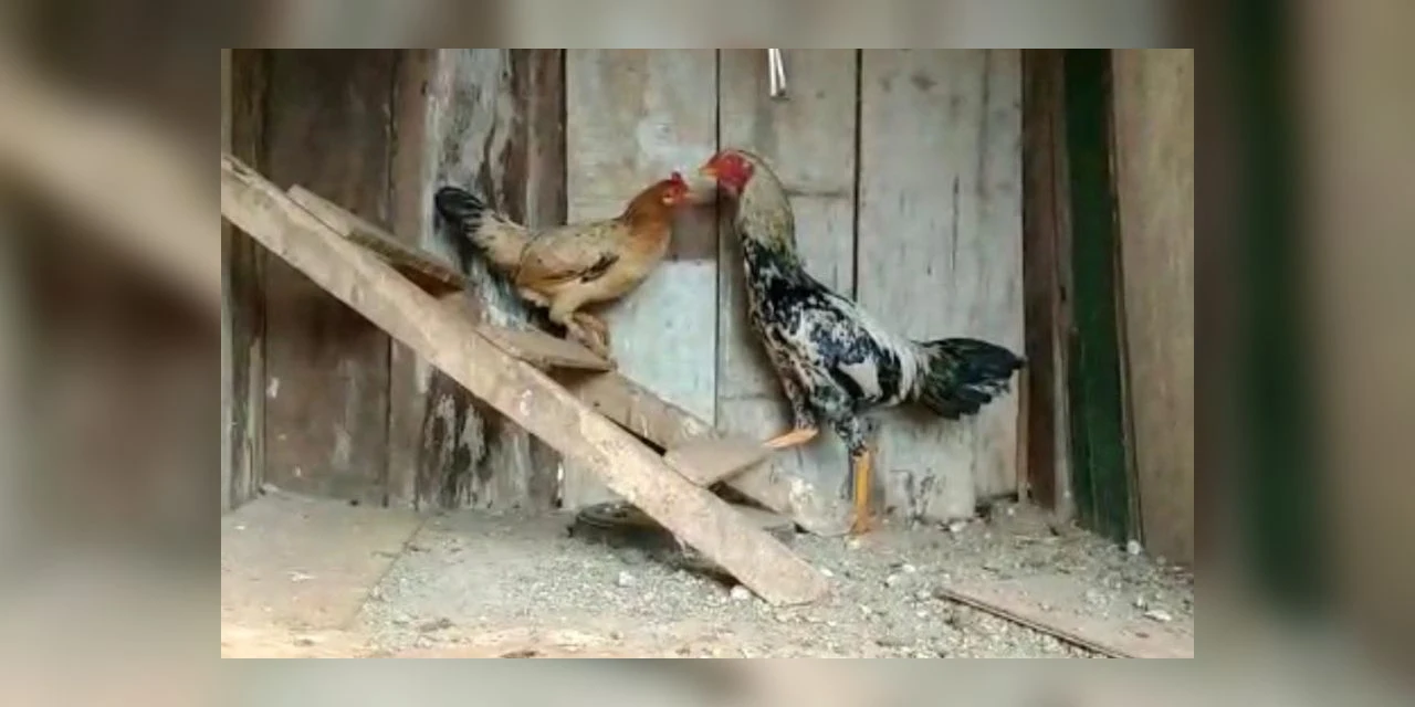 Após virar caso de Polícia, galo apreendido por perturbação do sossego é vendido no Paraná