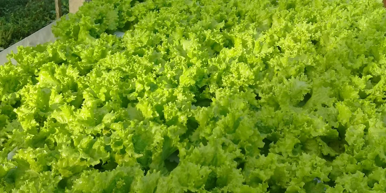 Feira de hortaliças arrecada fundos para atividades do Instituto João XXIII em Ponta Grossa