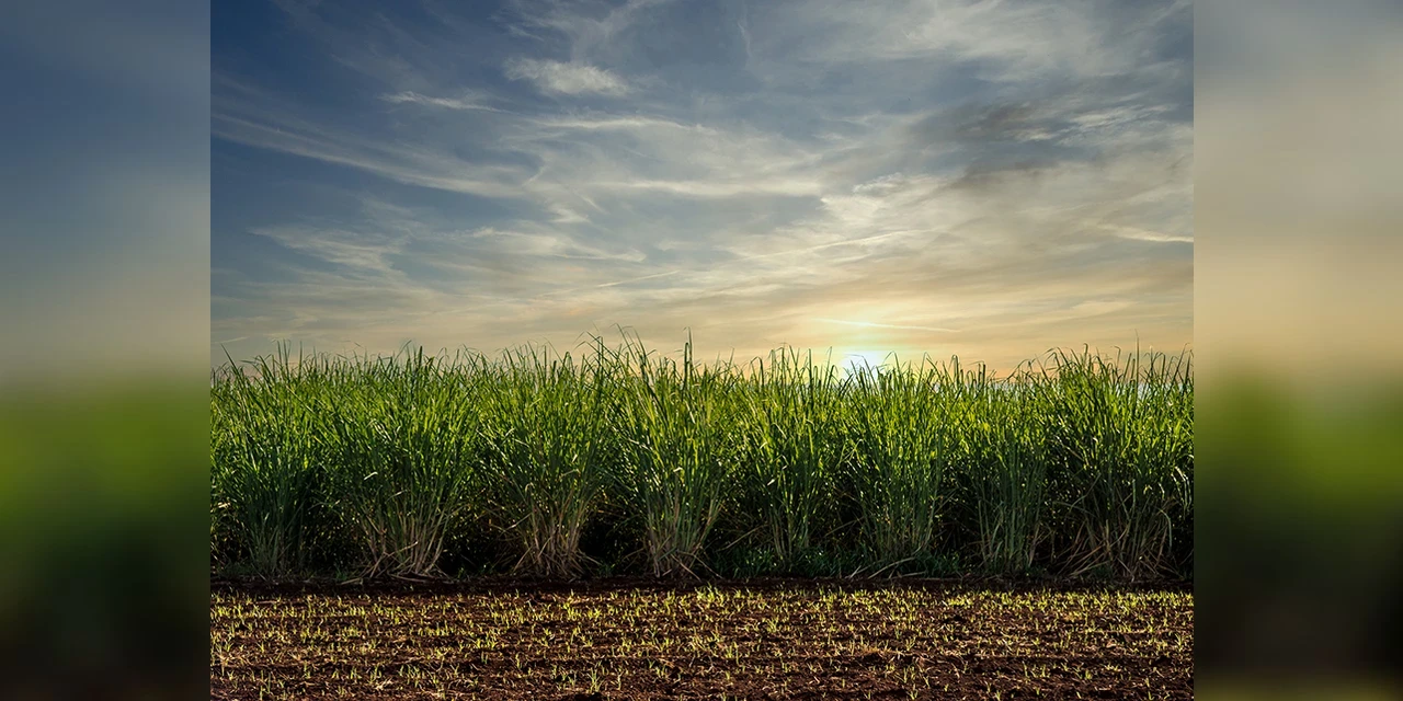 Tecnologia e agronegócio: Cientistas obtêm nanocristais da palha da cana-de-açúcar