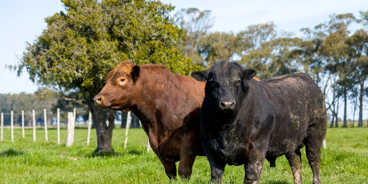 Agro & Negócio: Carne angus amplia produção certificada, por Ricardo Weg; ouça o podcast exclusivo