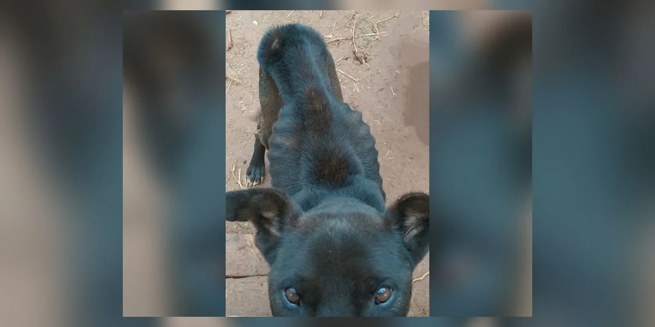 Vídeo: Homem é preso em PG por maus-tratos a animais; cão corre risco de morte