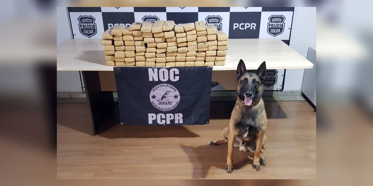 Fotos: Polícia Civil do Paraná conta com 13 cães de faro para reforçar ações contra o tráfico de drogas