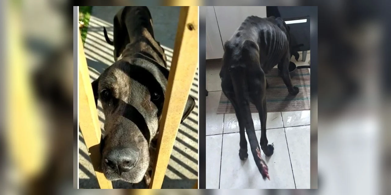 Polícia Civil de Ponta Grossa prende dentista por maus-tratos aos animais