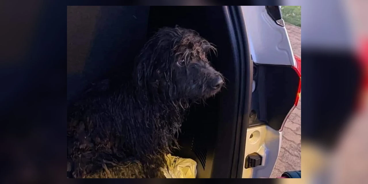 Pedreiro resgata cachorro ilhado em lago em manhã de 3ºC