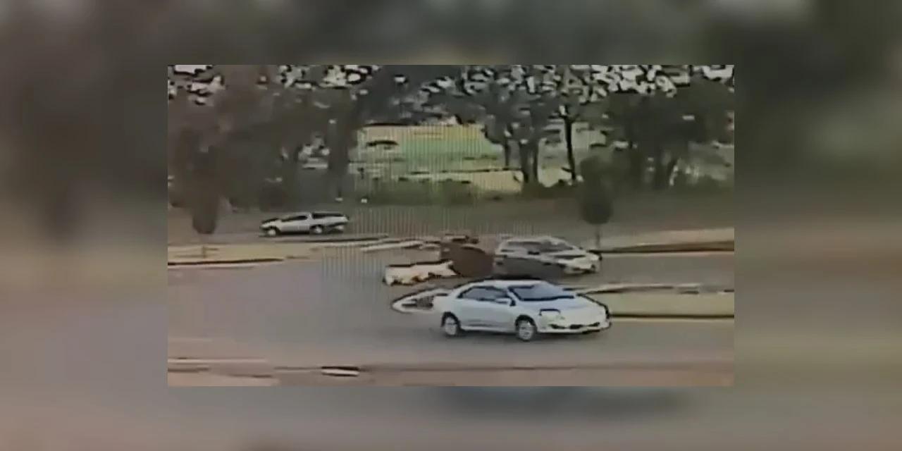 Vídeo: Câmera de segurança flagra porcos caindo de reboque após manobra na BR-277 no Paraná