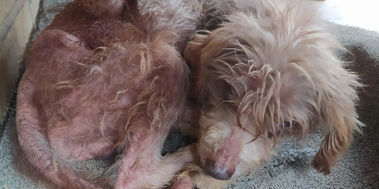 Idosa de 71 anos é presa em PG por maus-tratos aos animais
