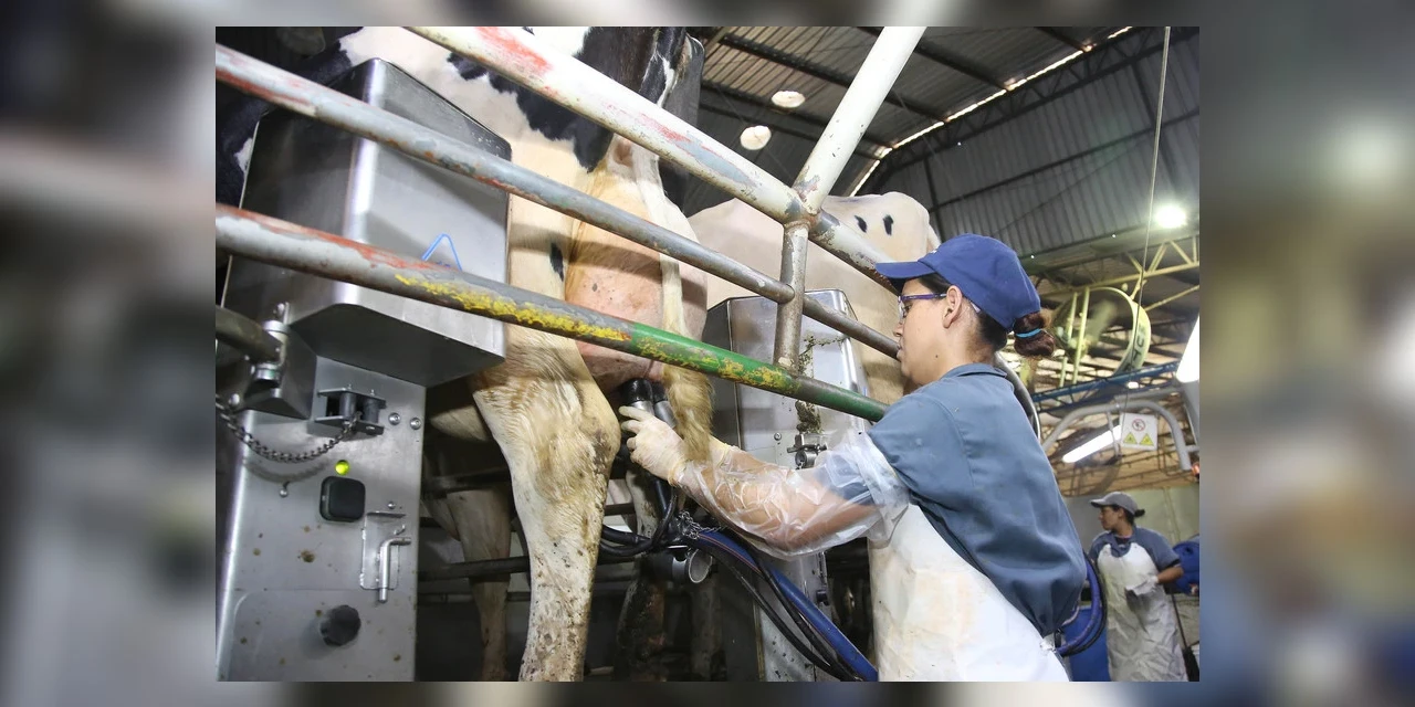 12 de Julho, Dia Nacional do Produtor de Leite: Campos Gerais é destaque no setor