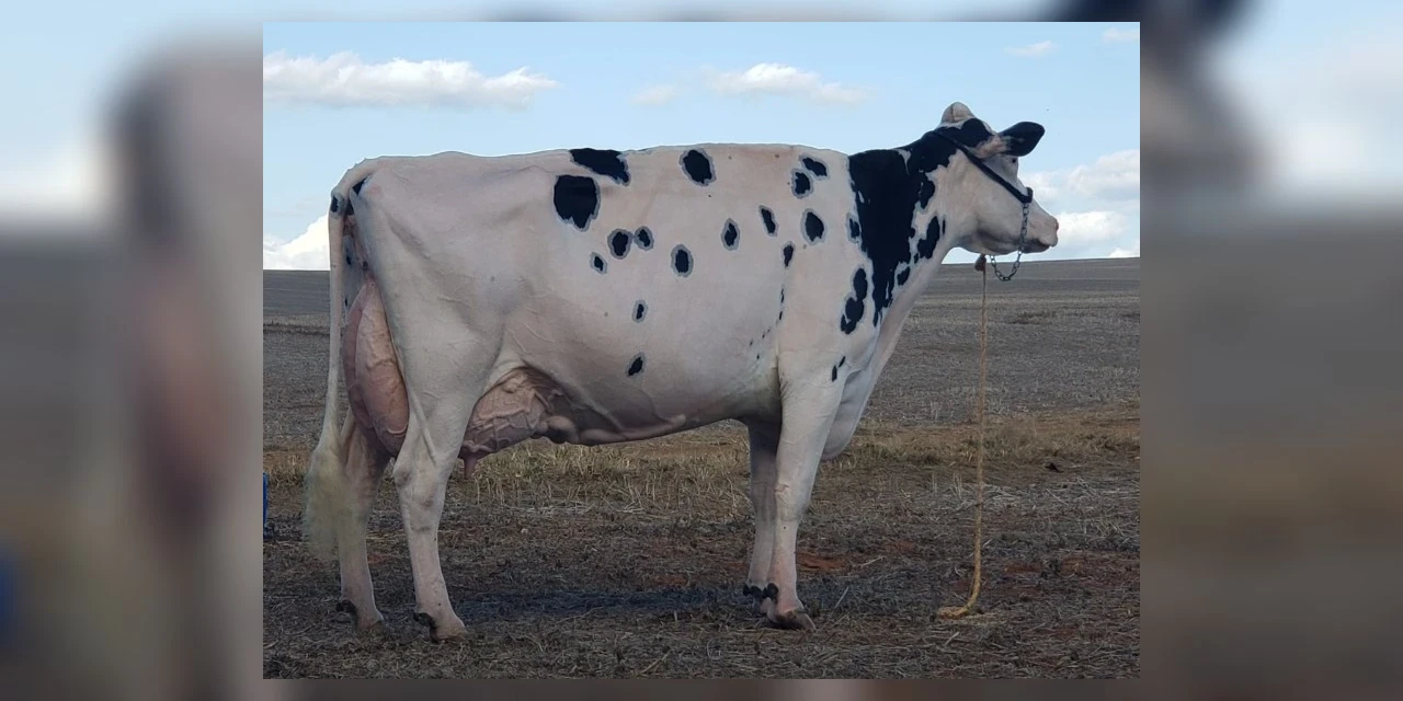 Vaca holandesa dos Campos Gerais recebe pontuação máxima e inédita no Brasil