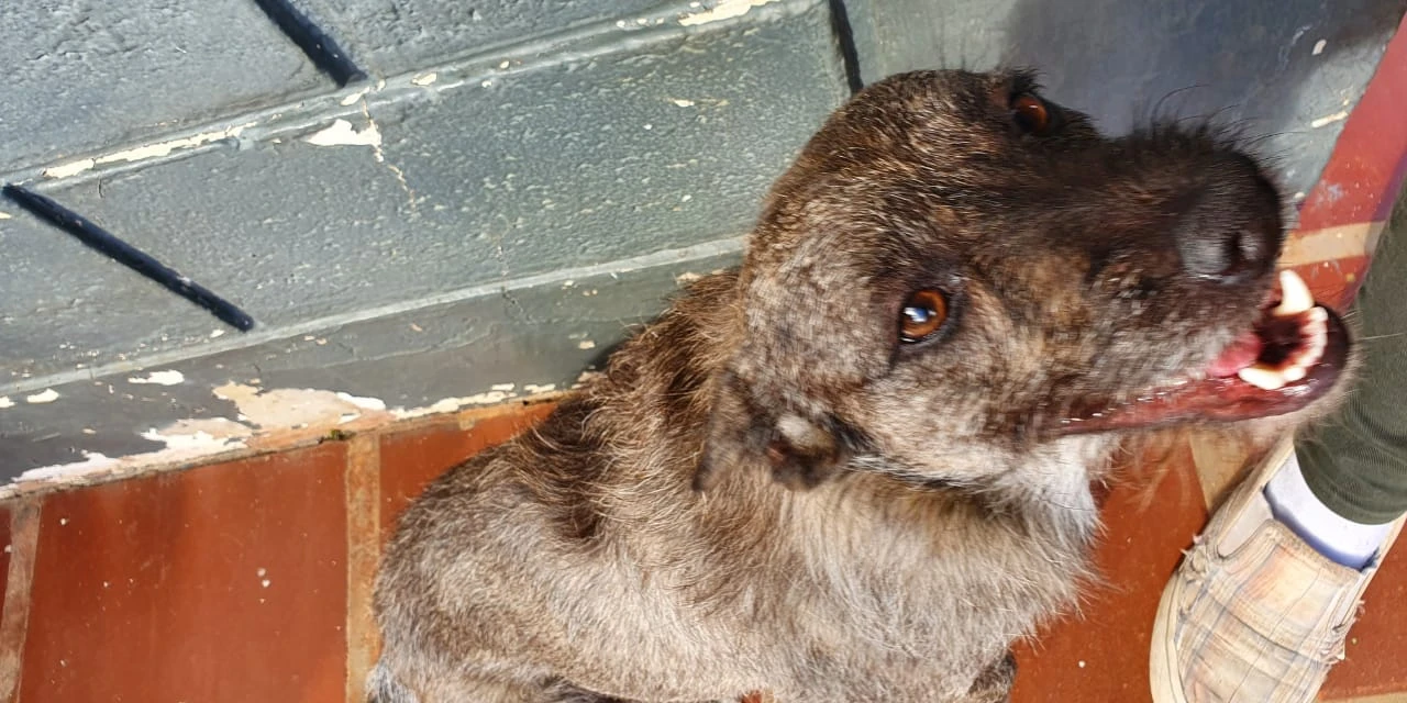 Família pede ajuda para encontrar cachorrinha desaparecida na região de Uvaranas em PG