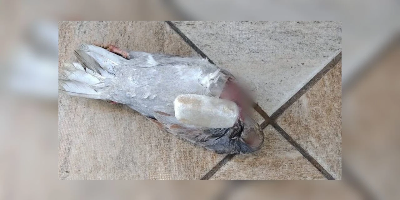 Pombo é encontrado em presídio com pasta base de cocaína no pescoço