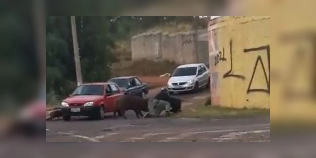 Vídeo: Porco persegue e morde motoboy durante entrega; homem levou 14 pontos nas nádegas