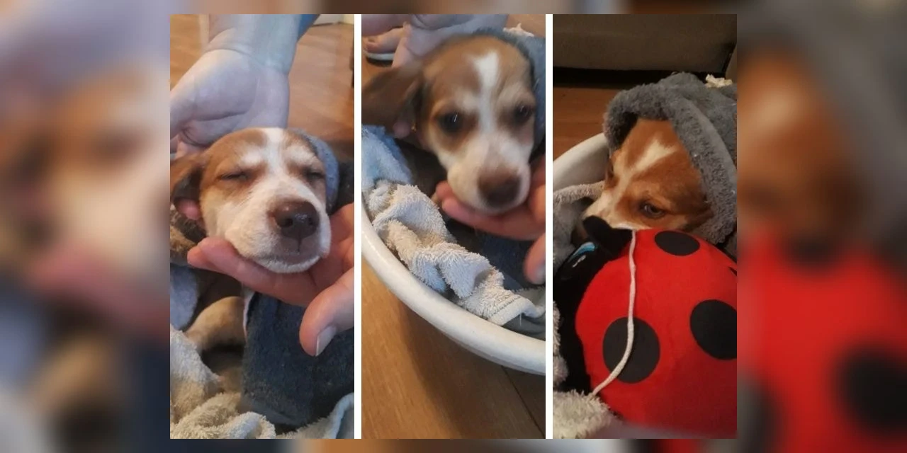 Família procura por cachorrinha desaparecida na região da Ronda