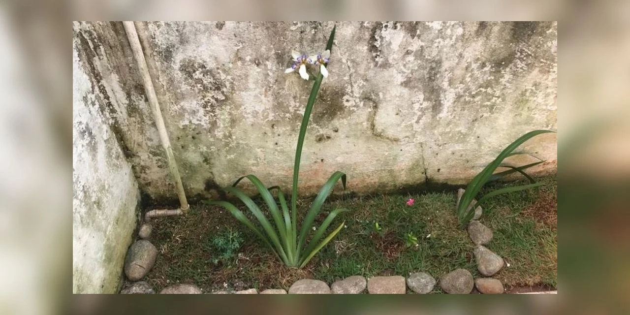 Família aluga casa e encontra proprietária desaparecida enterrada no jardim