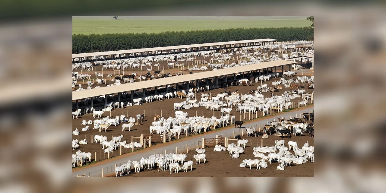Agro&Negócio: Como aumentar a produção do rebanho de forma sustentável, por Ricardo Weg - ouça o podcast exclusivo