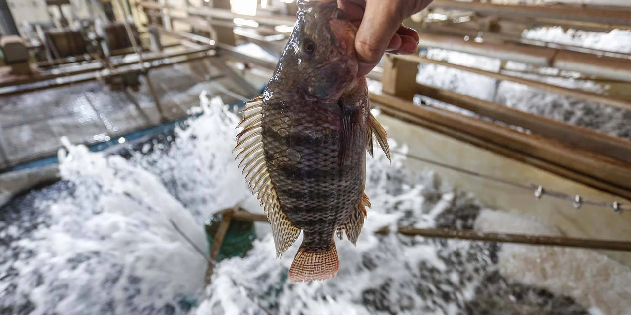 Paraná assume liderança na exportação de tilápia no segundo trimestre