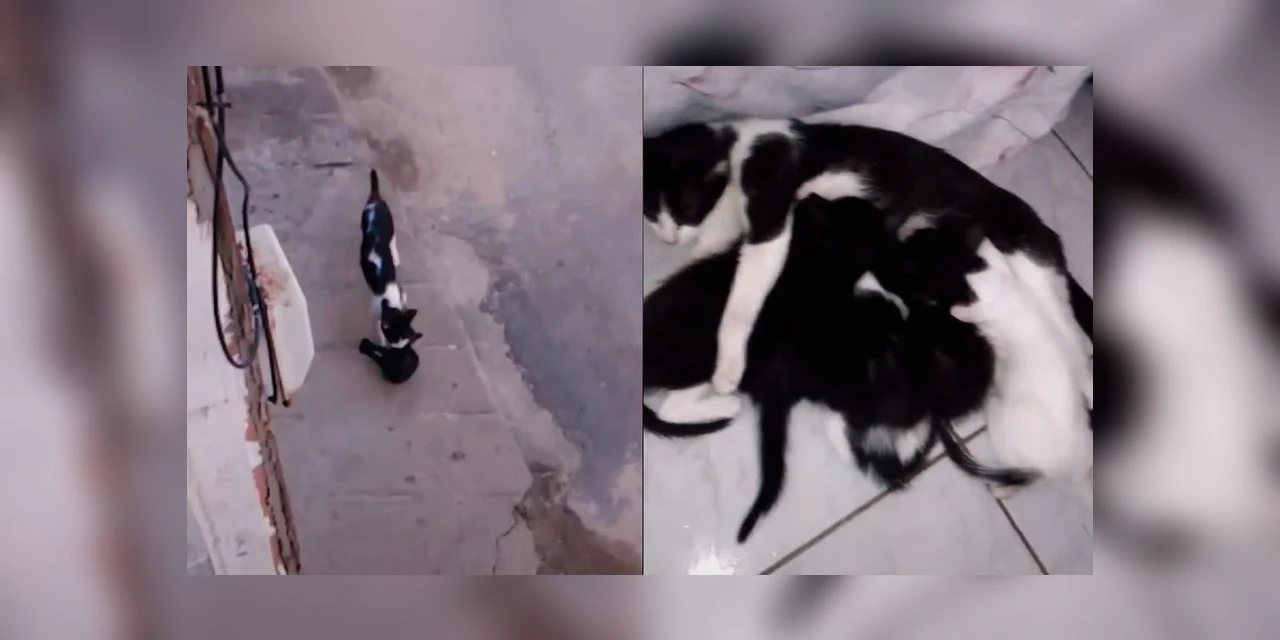 Amor pet em vídeo: Gata leva filhotes para casa de rapaz que a alimentou e encanta web