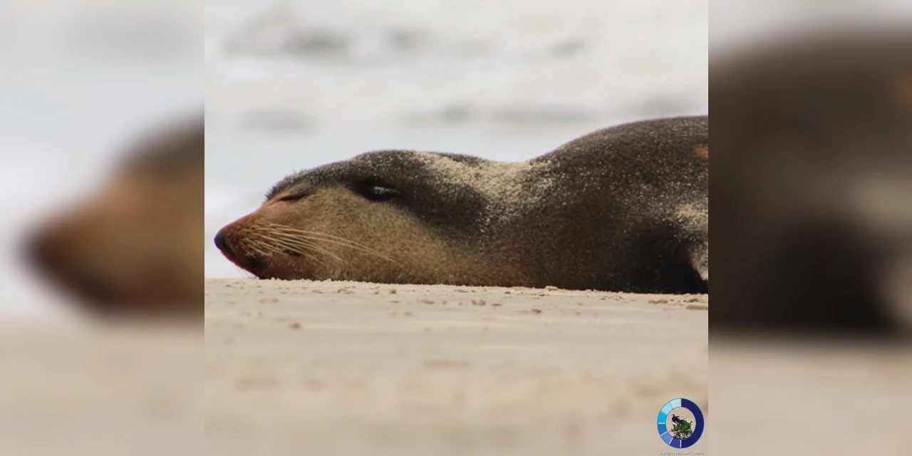 Fotos: Lobo-marinho aparece no litoral do Paraná e encanta moradores de Matinhos