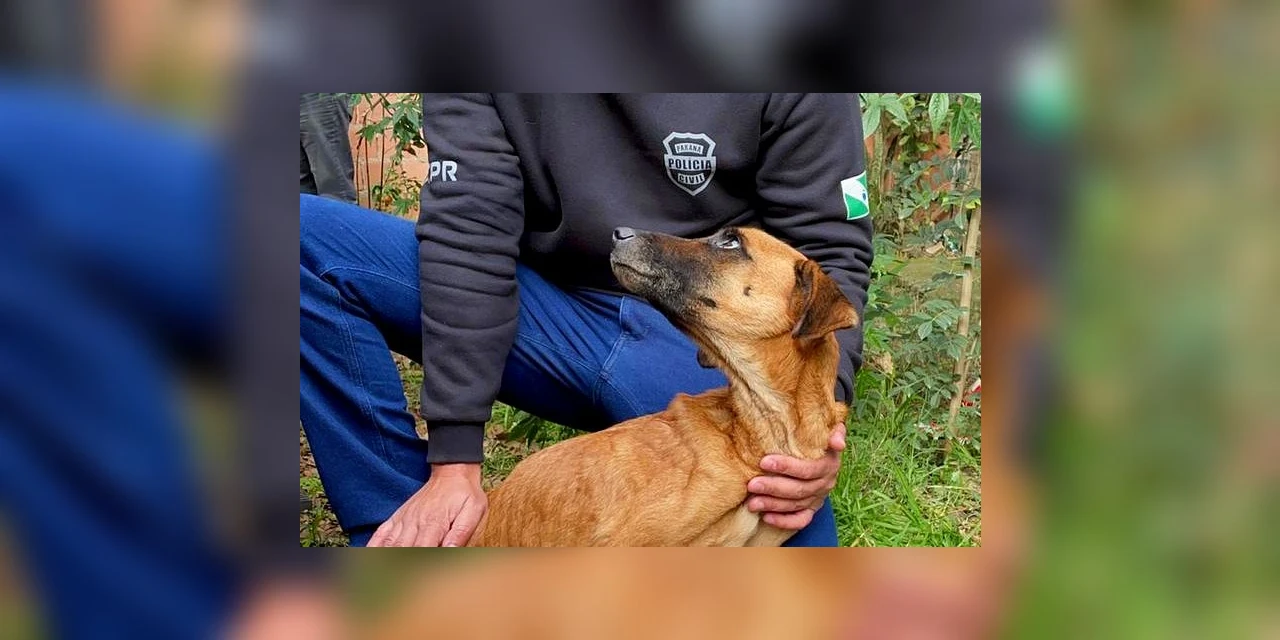 Casal é preso após deixar cães passando fome e frio no Paraná