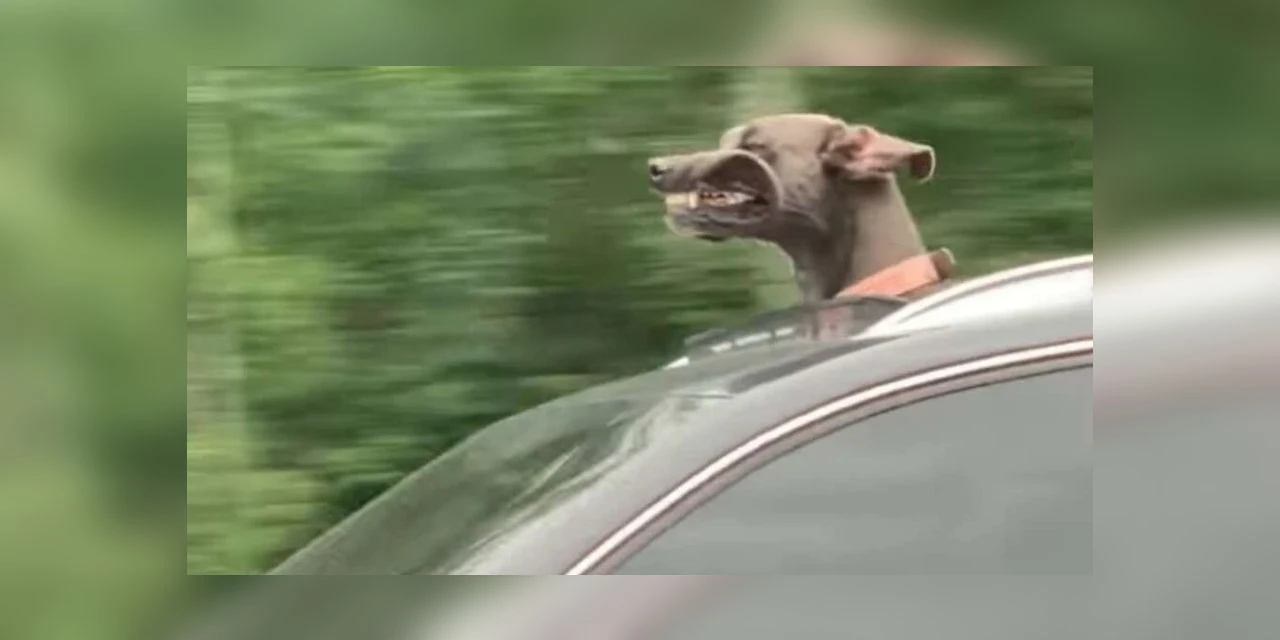 Momento Relax: Família não consegue segurar riso ao notar a cena no carro ao lado; assista ao vídeo