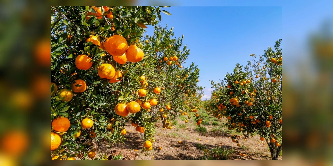 Frutas são afetadas de diferentes formas pelas condições climáticas no Paraná