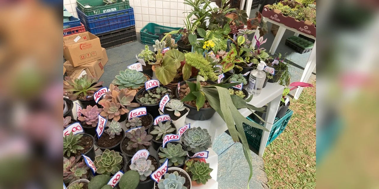 Feira de Suculentas acontece neste sábado (7) em PG