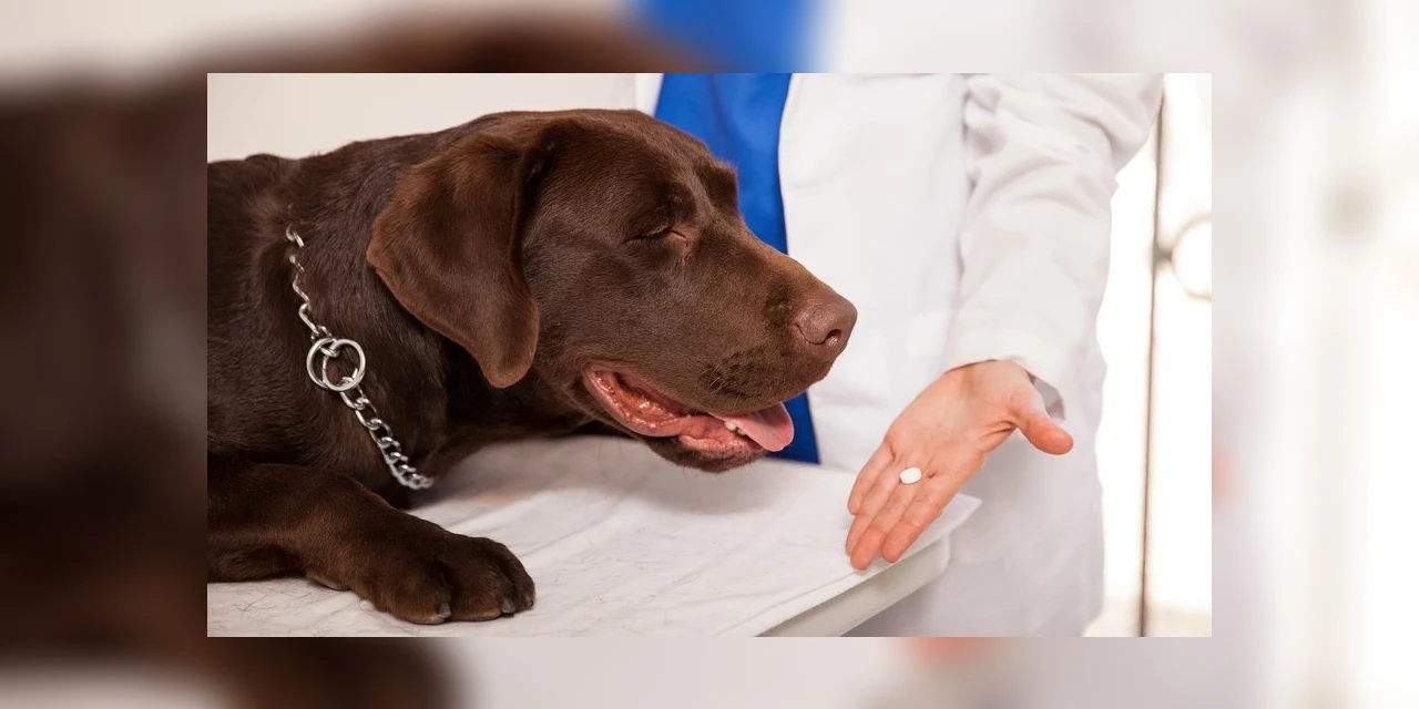 Remédio humano e veterinário são iguais? Entenda a diferença