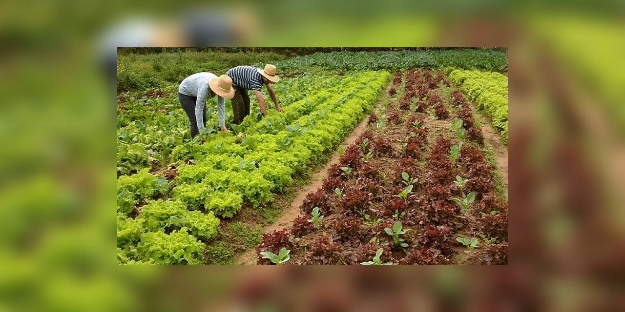 Deputada defende que governo compre a merenda escolar orgânica exclusivamente da agricultura familiar