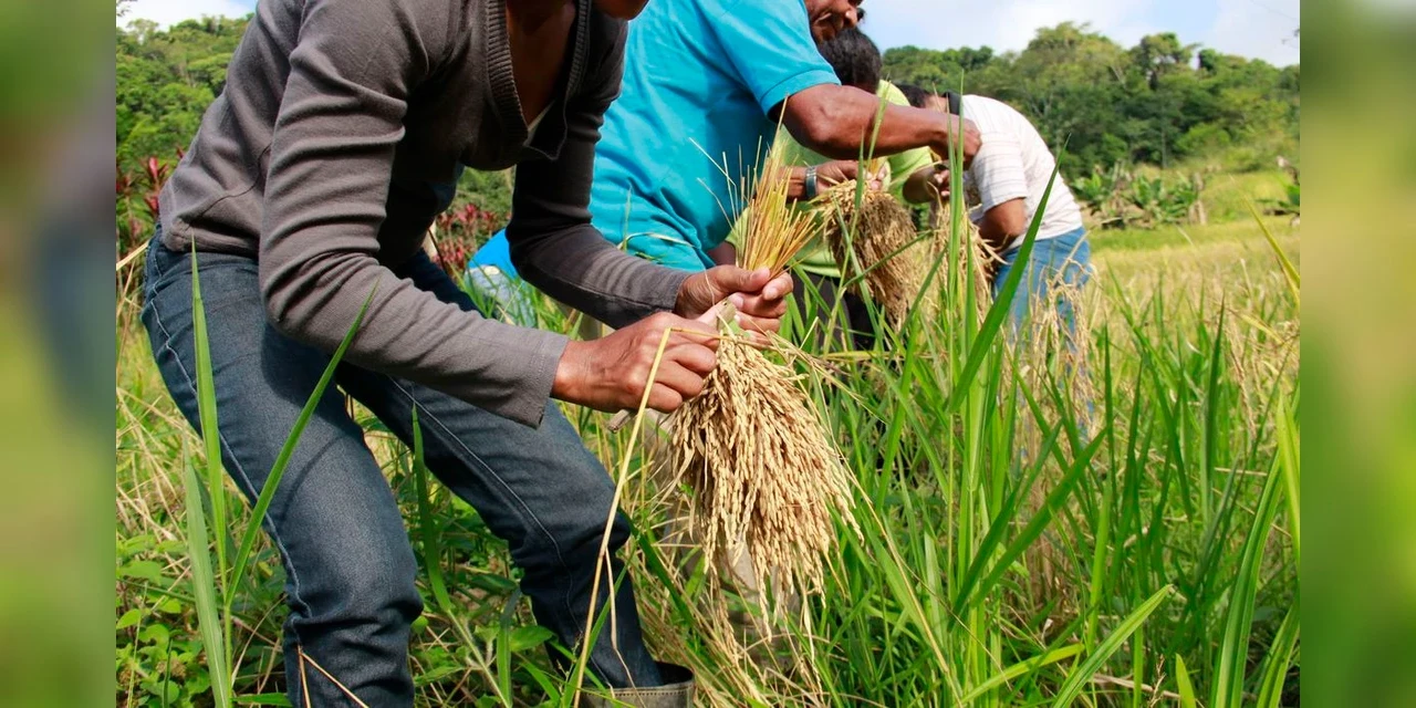 IBGE prevê safra recorde e produção de arroz suficiente para equilíbrio de preço
