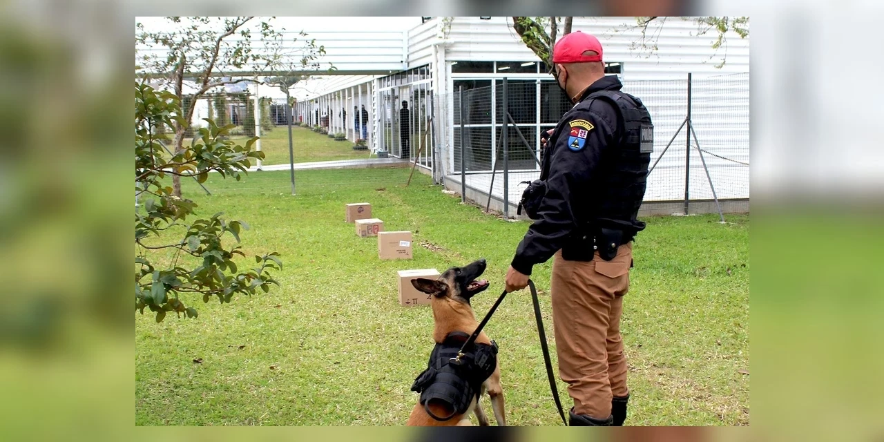 Cães da Polícia Militar passam por testes de faro de armas no Rio Grande do Sul