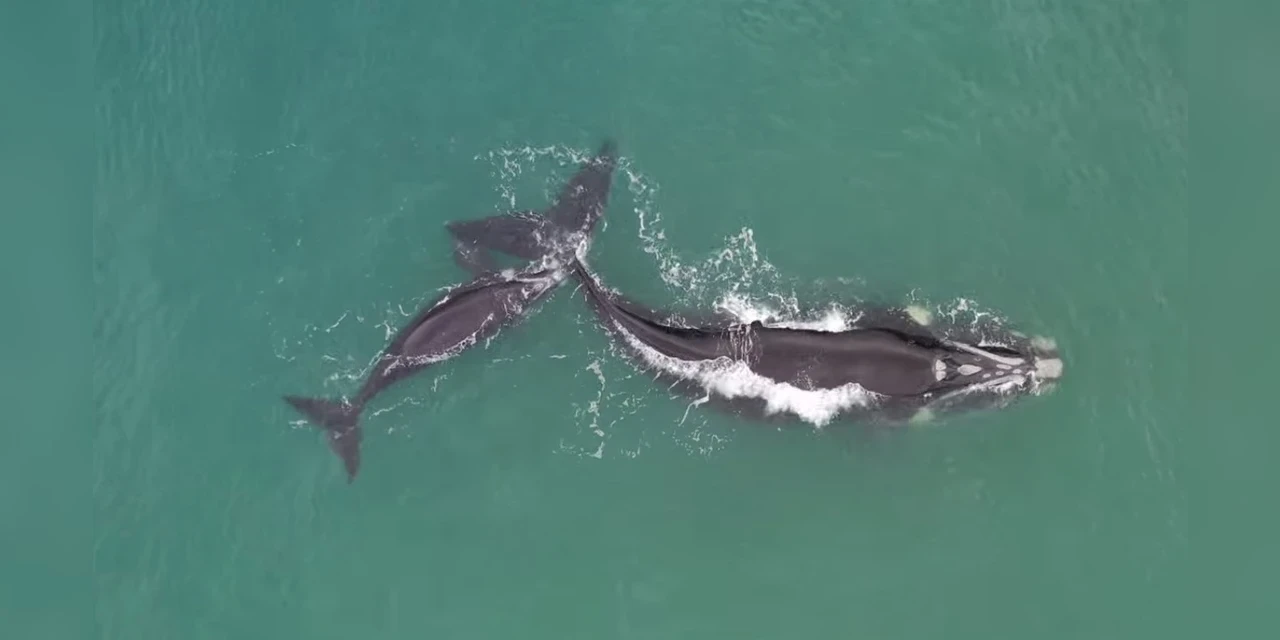 Vídeo: Baleia gigante com filhote é registrada em Florianópolis, por Ricardo Weg