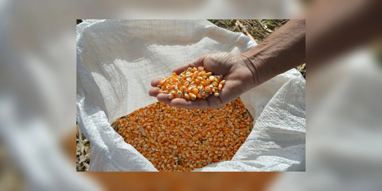 Compra de até 200 mil toneladas de milho atenderá pequenos criadores do país