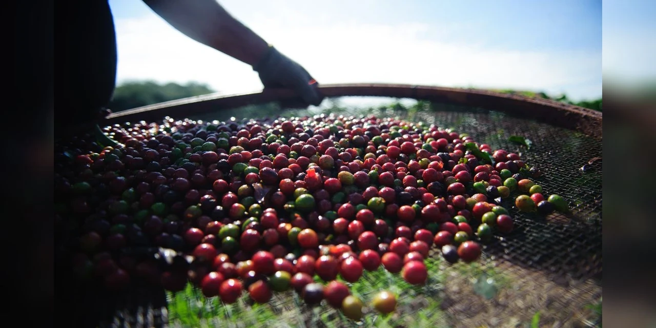 Quebra da safra e aumento nas exportações devem elevar o preço do café em até 40%