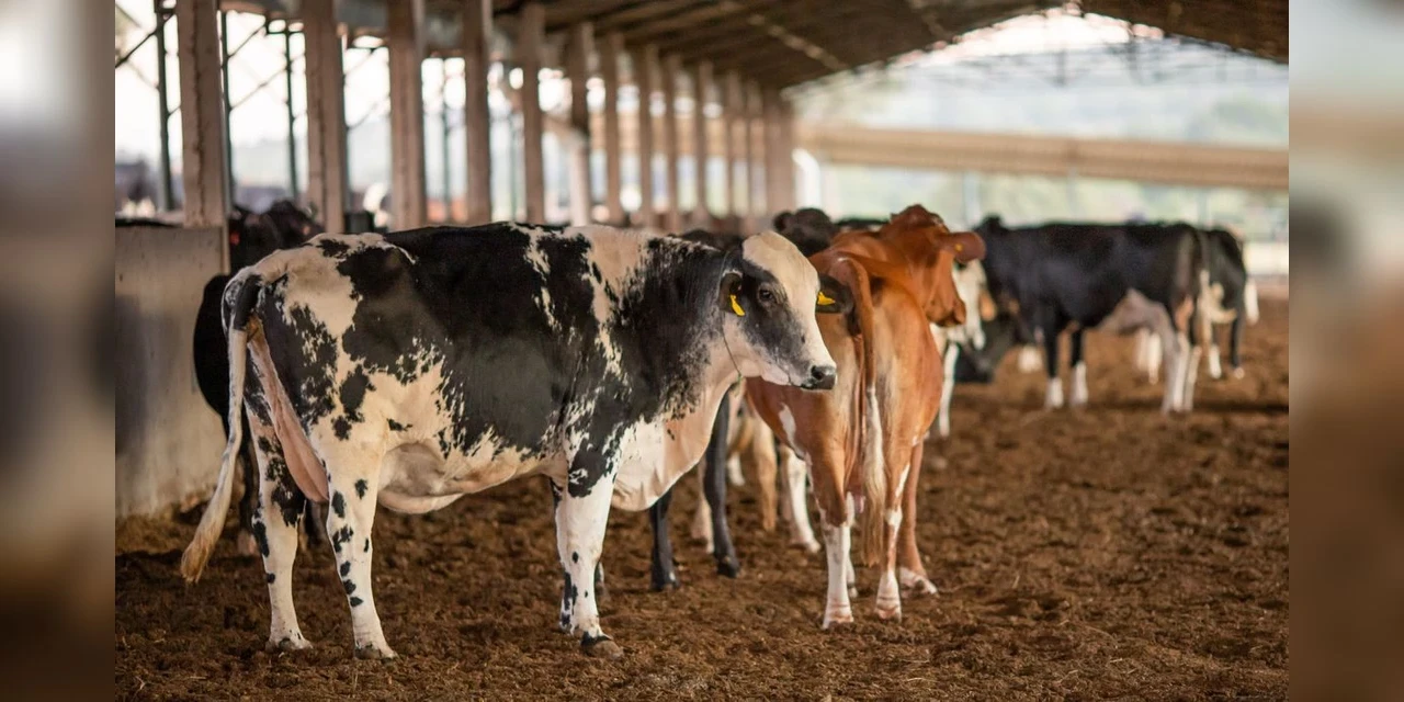 PRF lança Sinal Agro para registro de roubo e furto de animais e maquinário agrícola