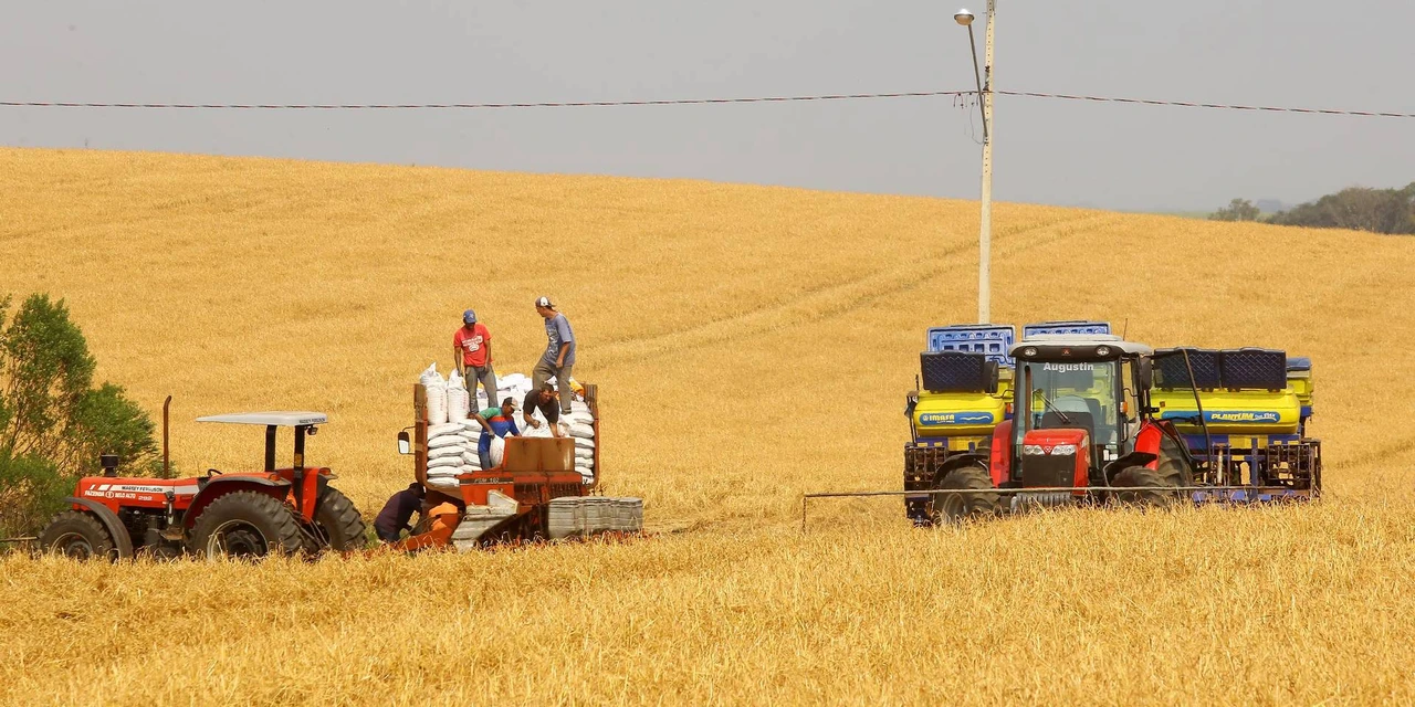 Agro: Produtores de milho começam plantio da 1ª safra com projeção de colher 4,1 milhões de toneladas