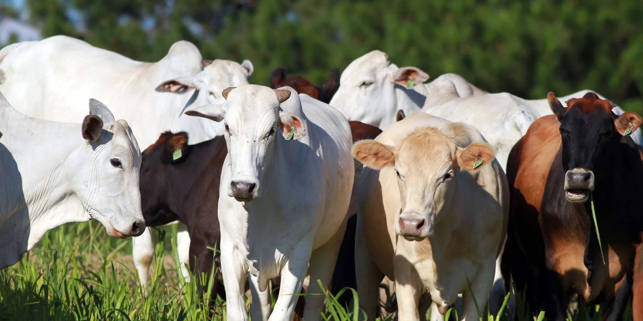 Ministério da Agricultura confirma dois casos de vaca louca e exportação de carne para a China é suspensa